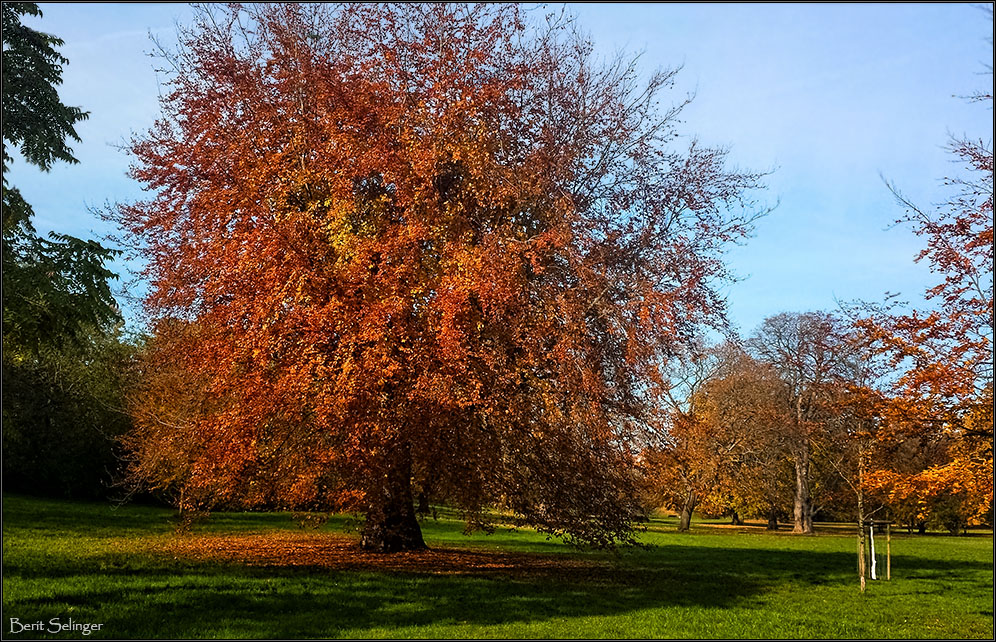 Der Baum ...