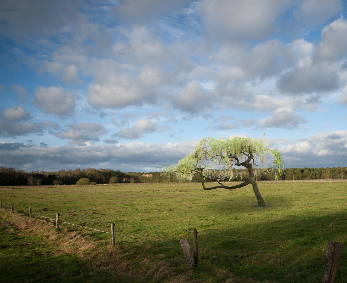 Der Baum