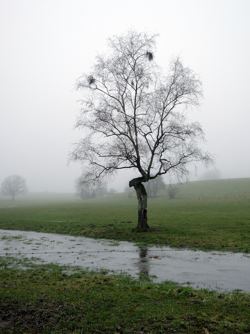 der Baum