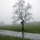 der Baum