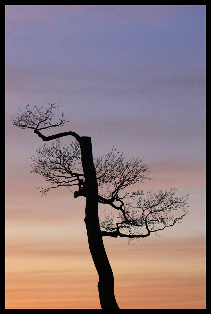 Der Baum