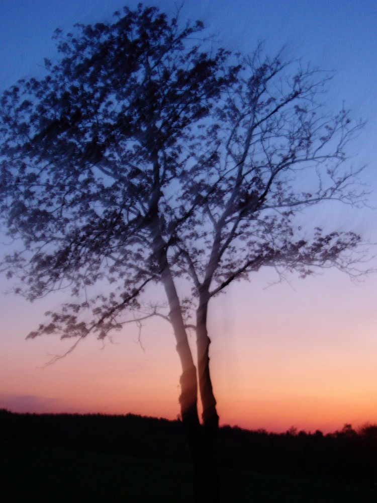 Der Baum