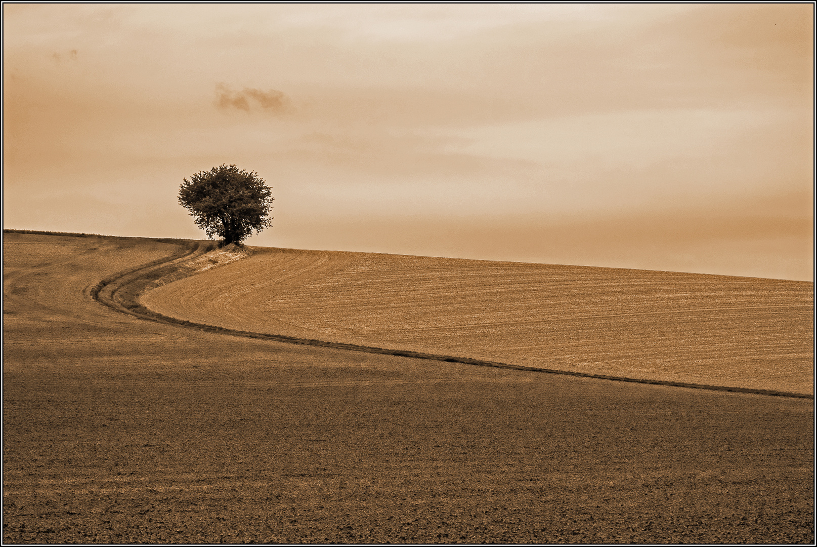 Der Baum