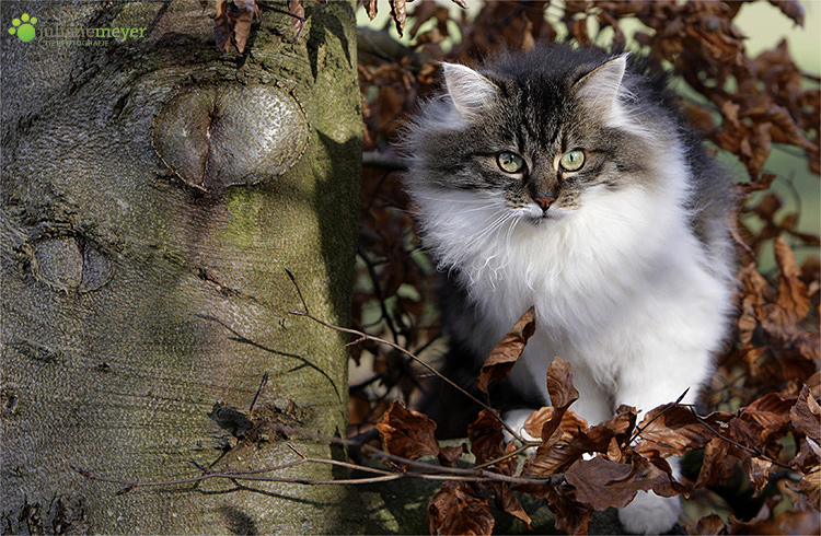 Der  Baum