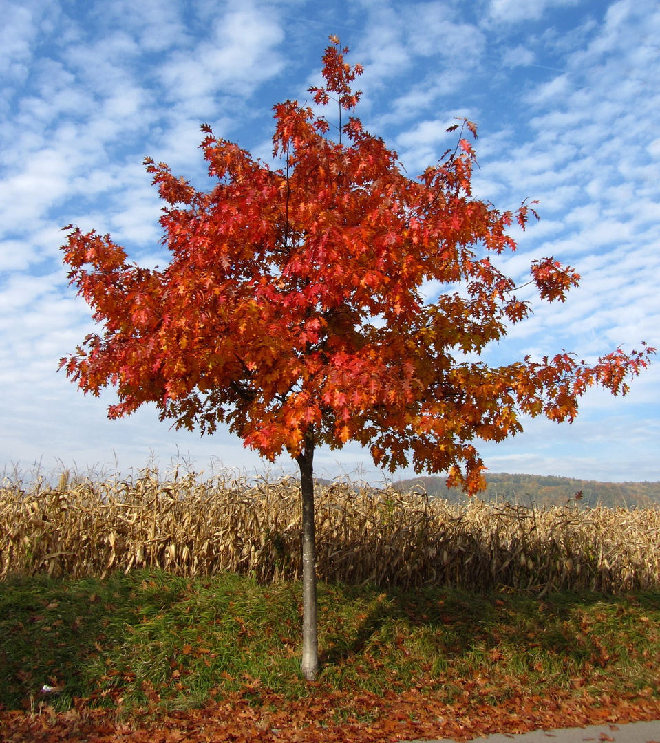 Der Baum