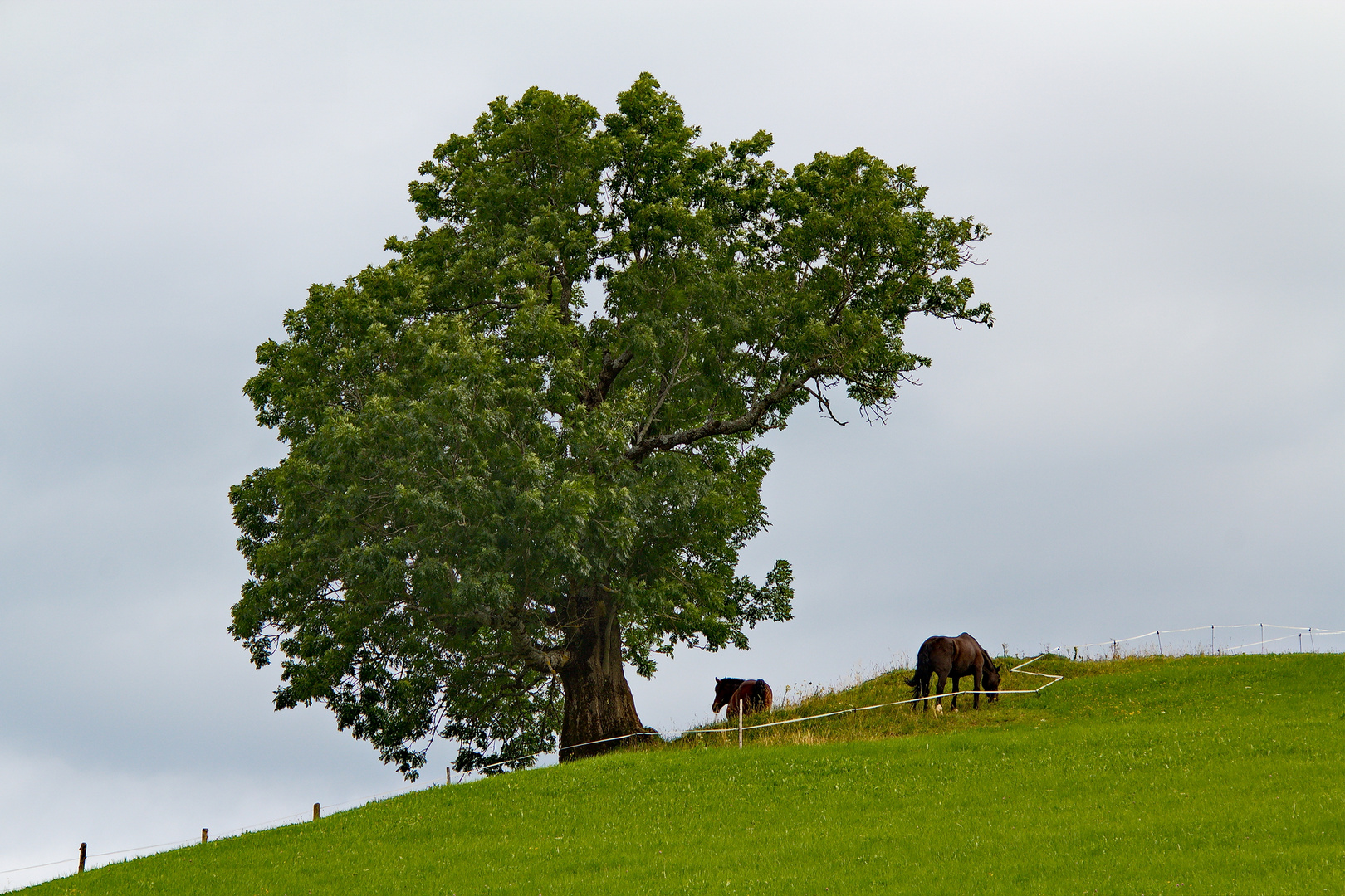 Der Baum 