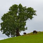 Der Baum 