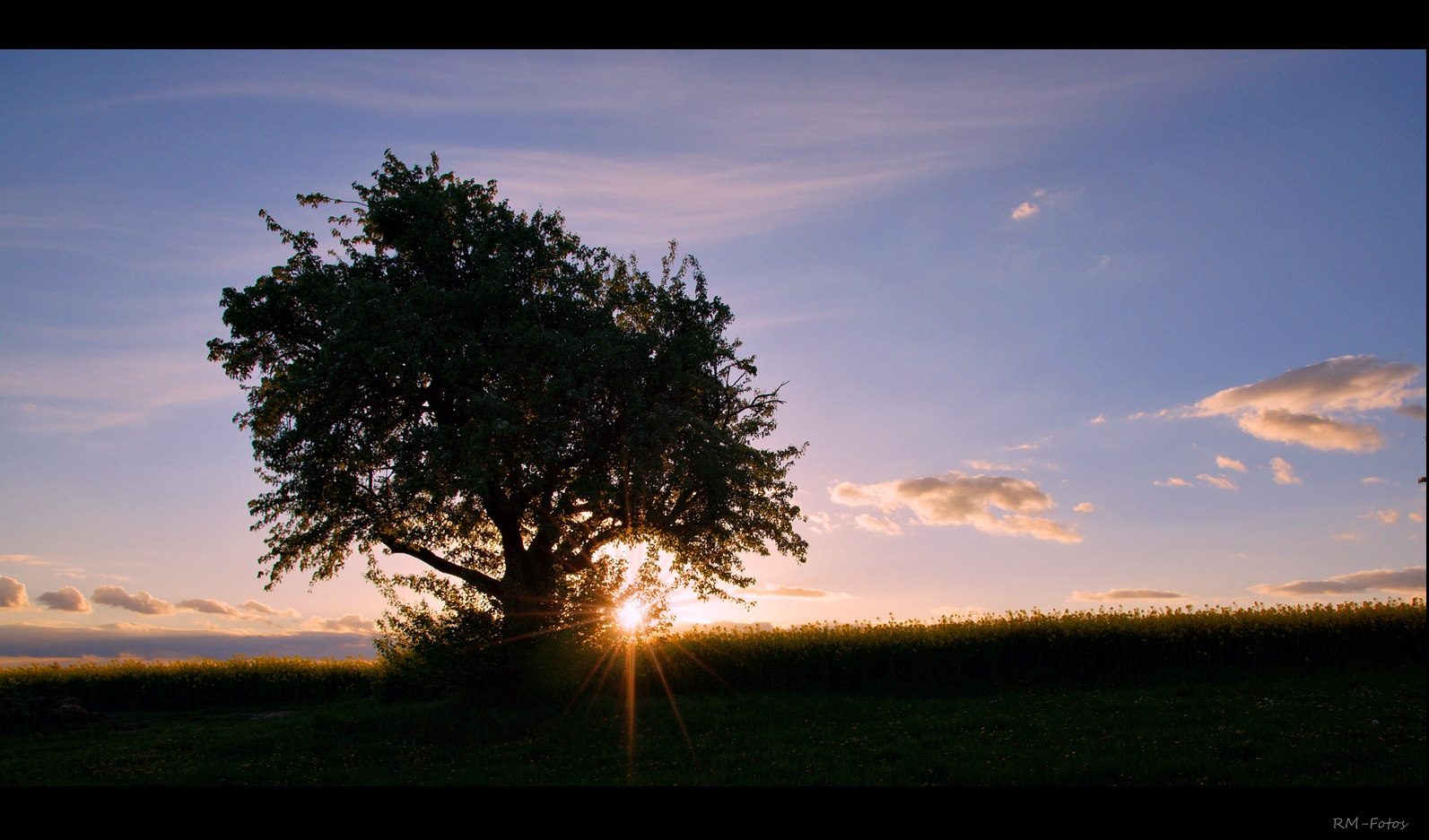 der Baum