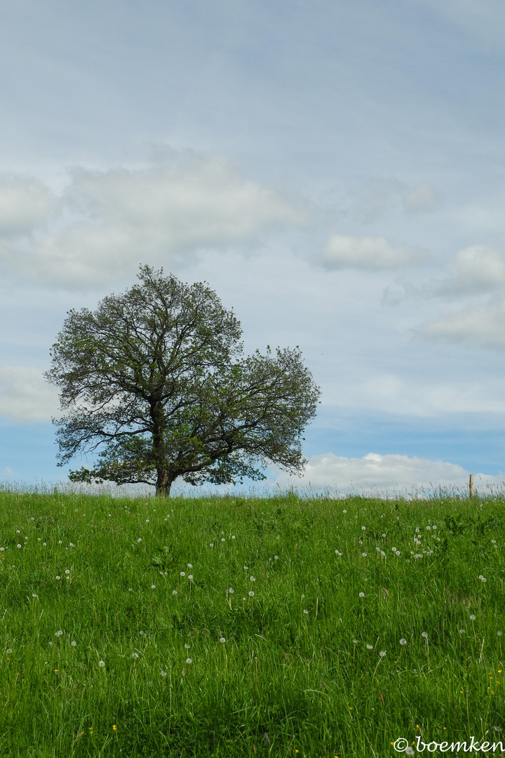 Der Baum