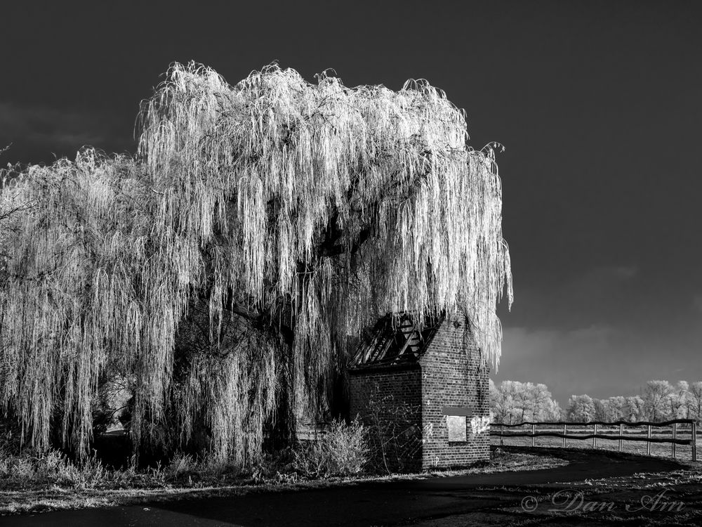 Der Baum...