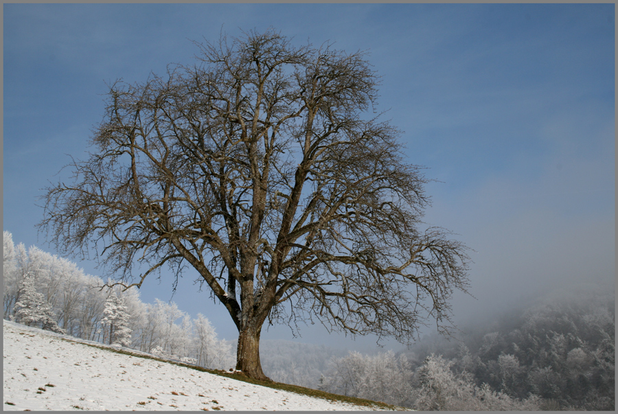 der Baum.....