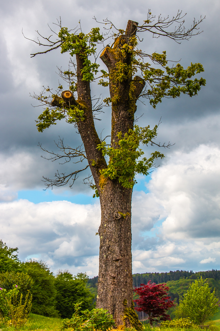 Der Baum