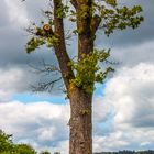 Der Baum