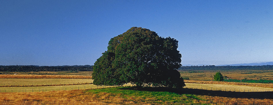 Der Baum