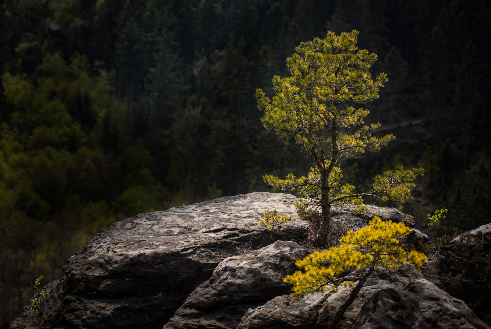 Der Baum..