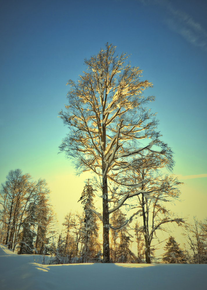 Der Baum