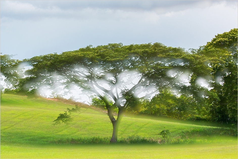 Der Baum