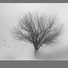 - der baum + -