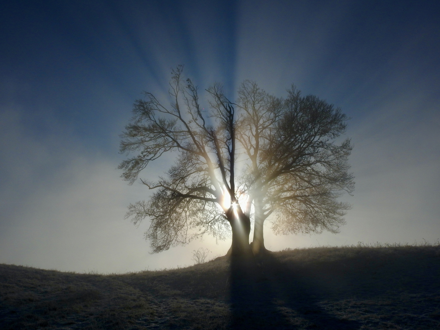 Der Baum