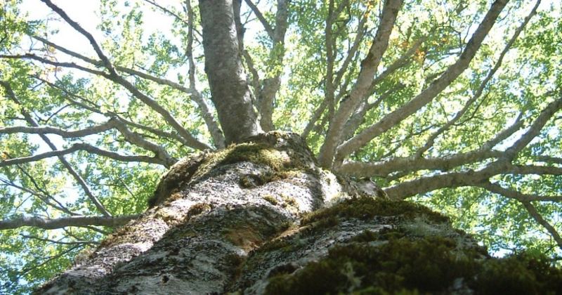 Der Baum von Katrin Monsberger