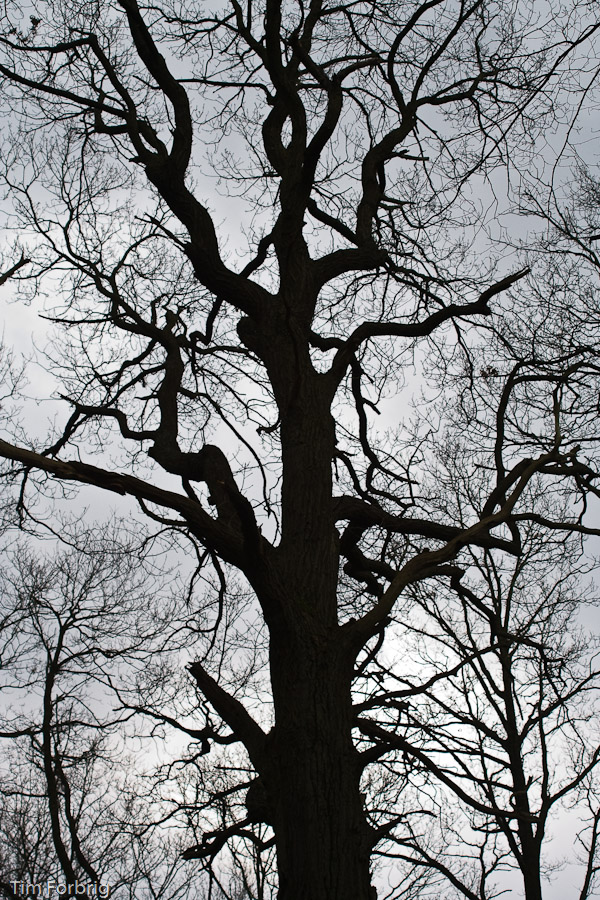 Der Baum