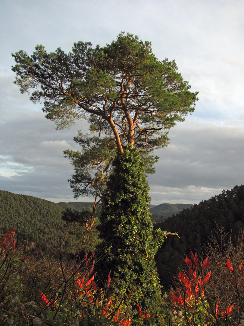 Der Baum