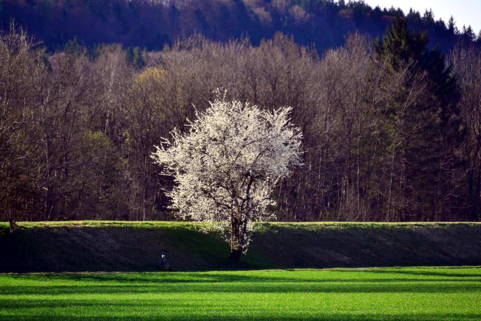 Der Baum