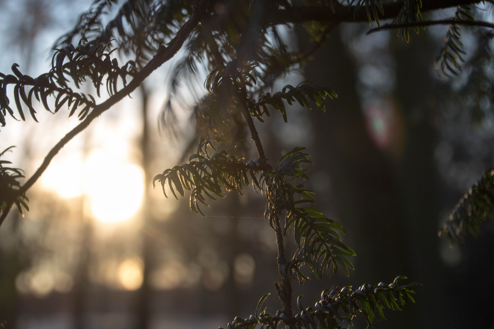 Der Baum