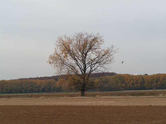 Der Baum