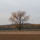 Der Baum