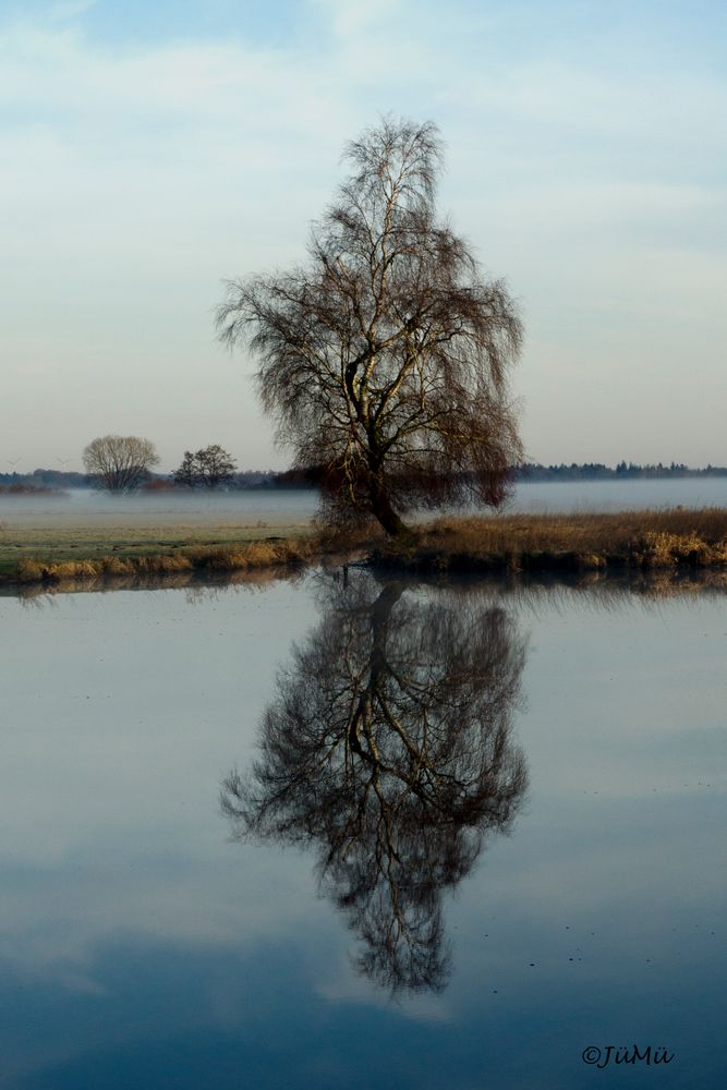 Der Baum