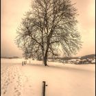 Der Baum