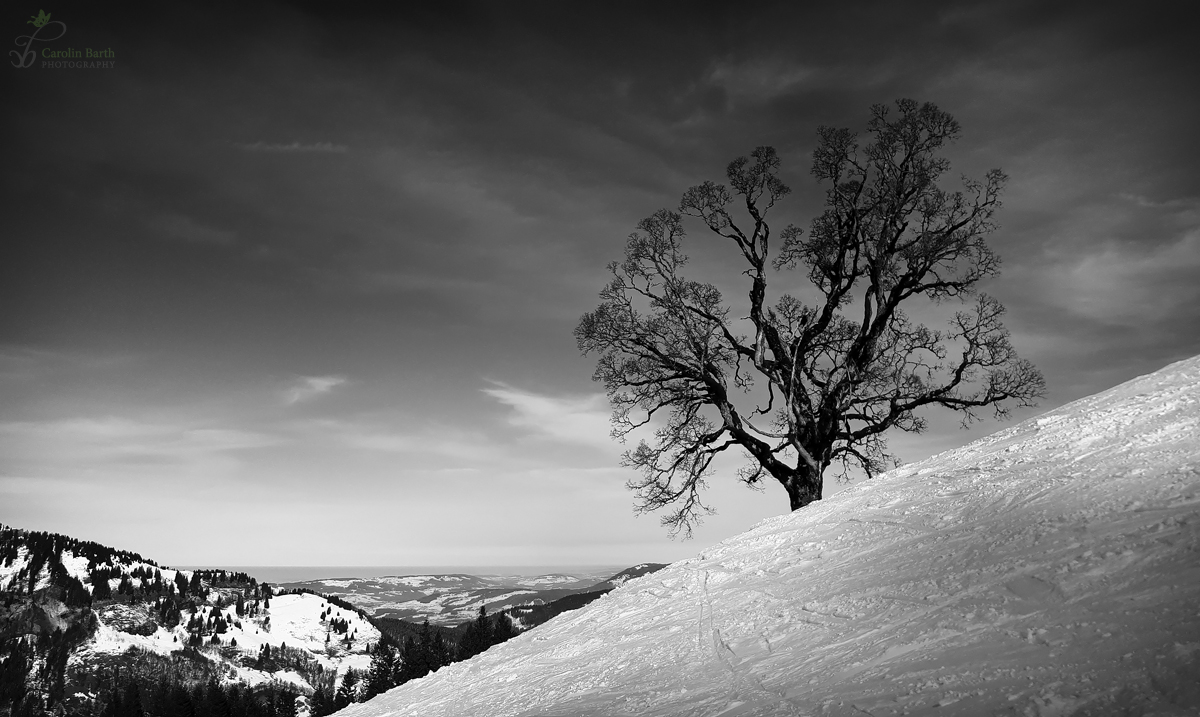 Der Baum...