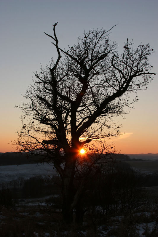 Der Baum