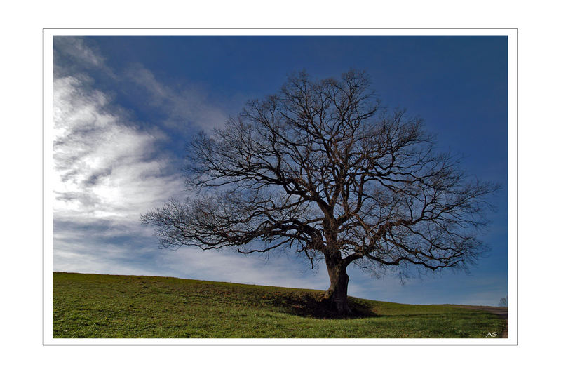 Der Baum