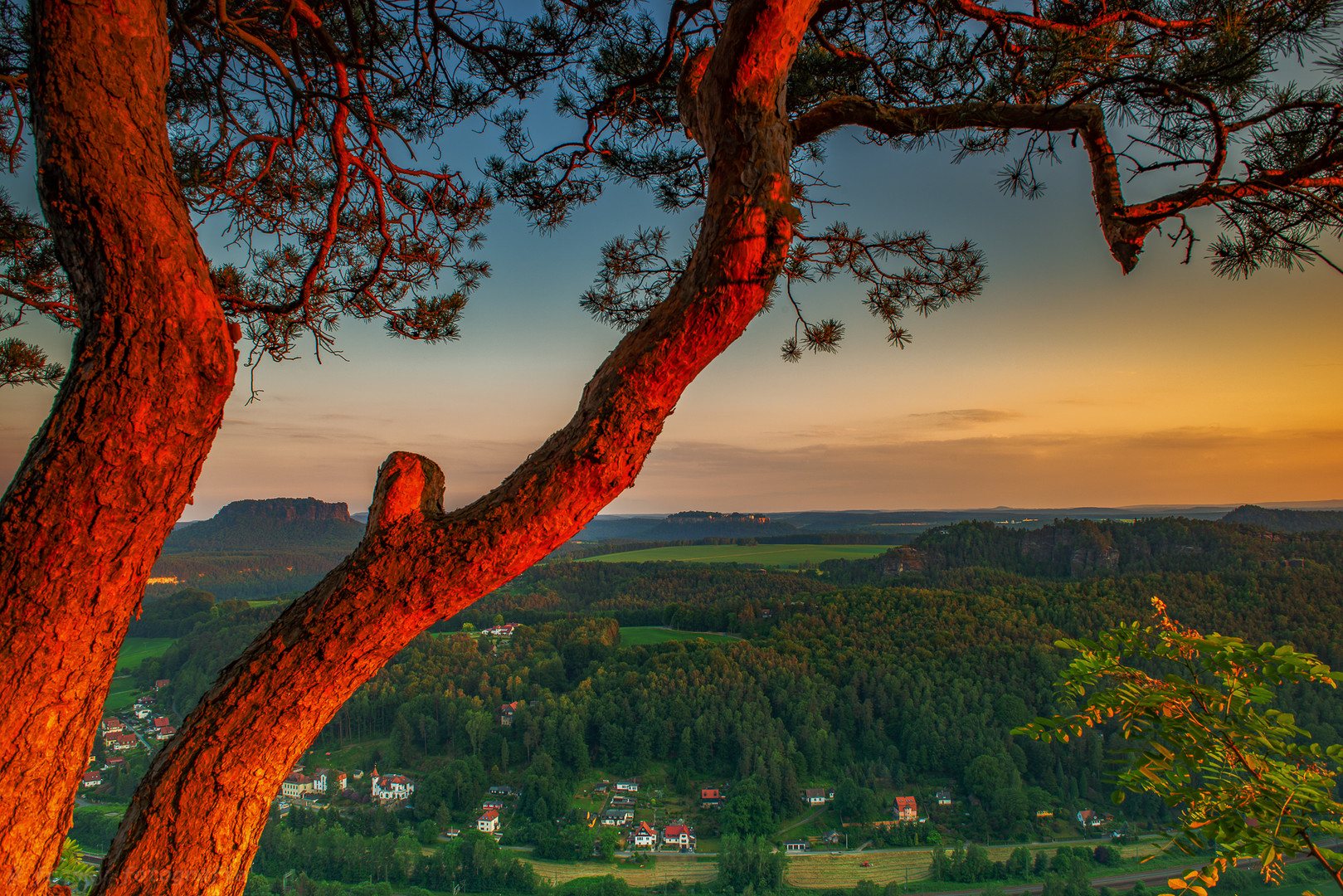  Der Baum