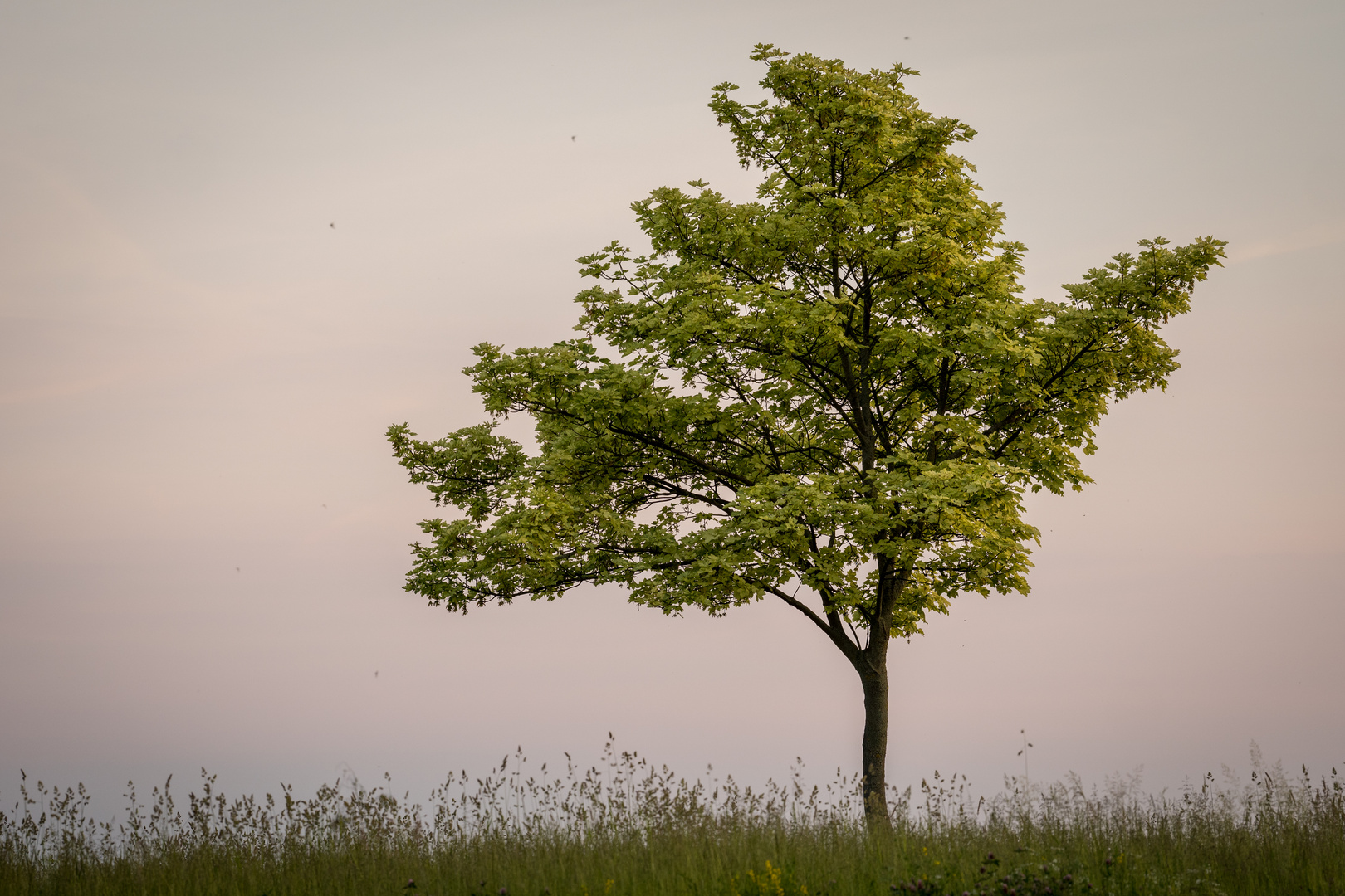 Der Baum