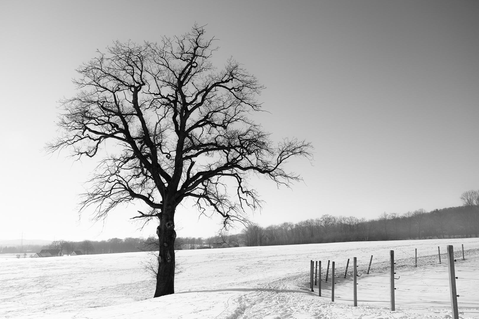 Der Baum ...