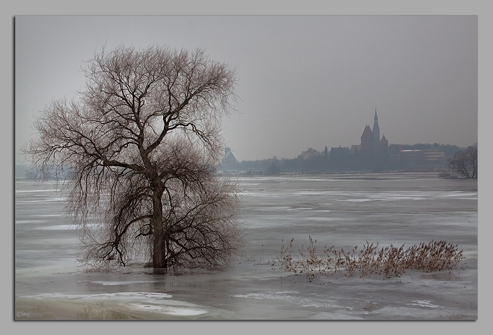 der Baum