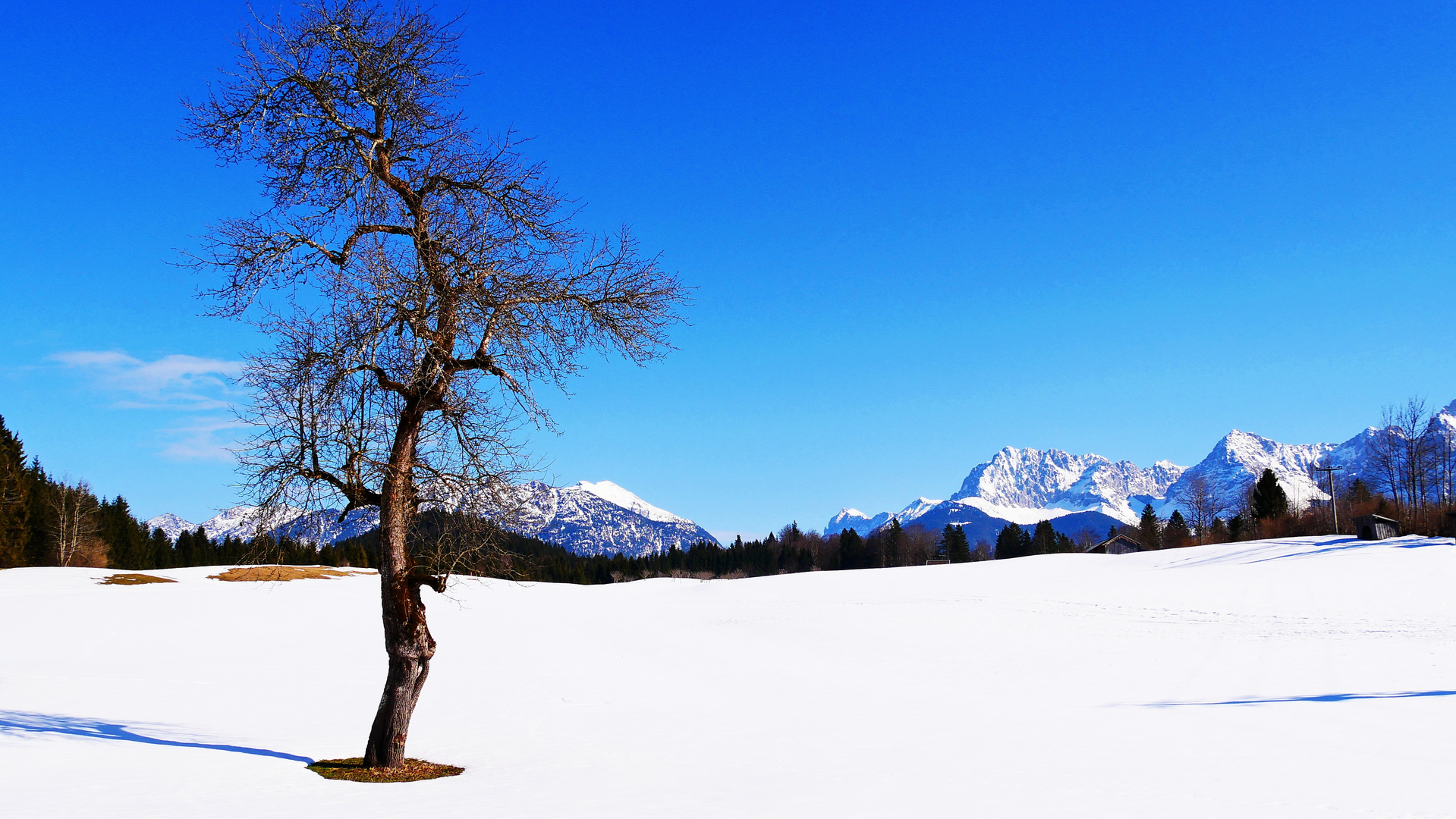 Der Baum