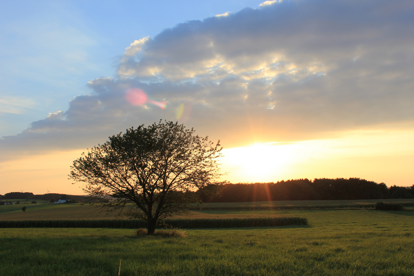 Der Baum