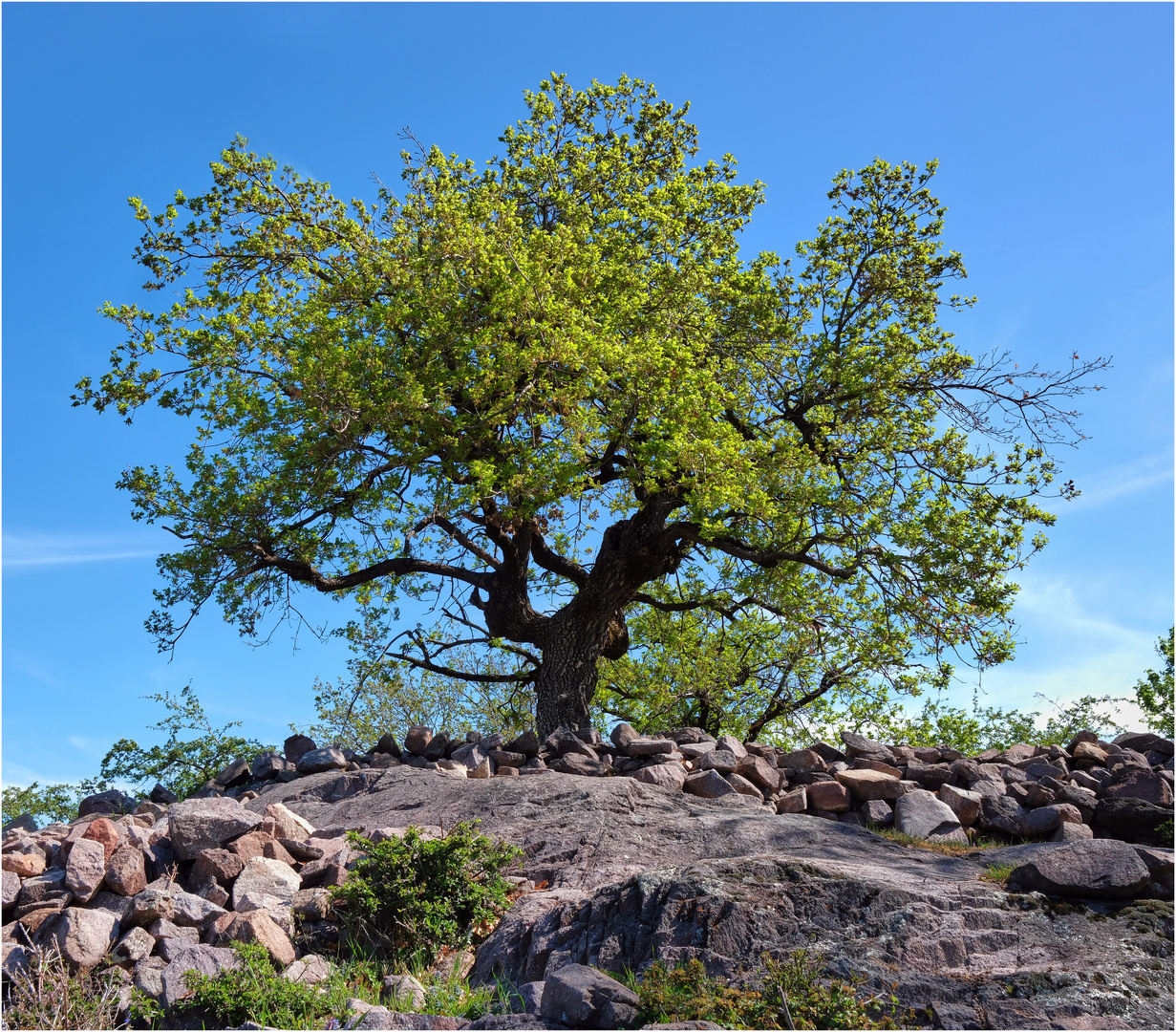 Der Baum