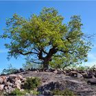 Der Baum