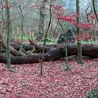 Der Baum