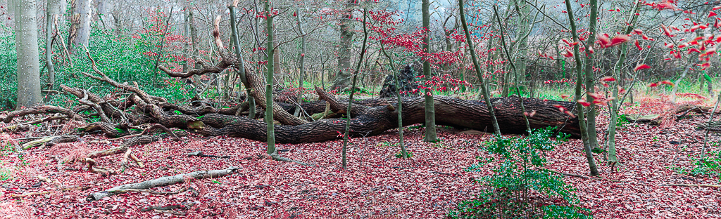 Der Baum