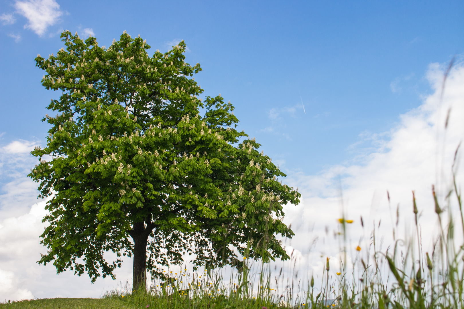 Der Baum