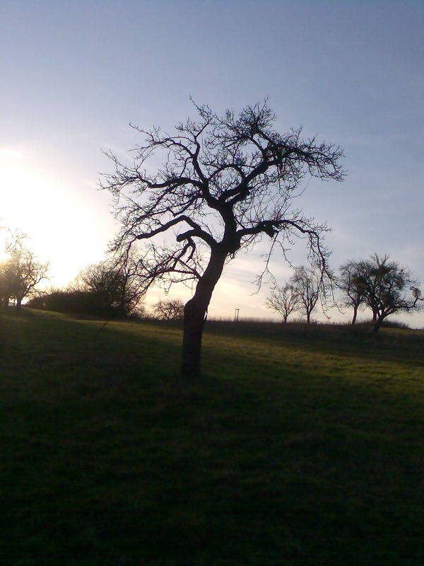 Der Baum