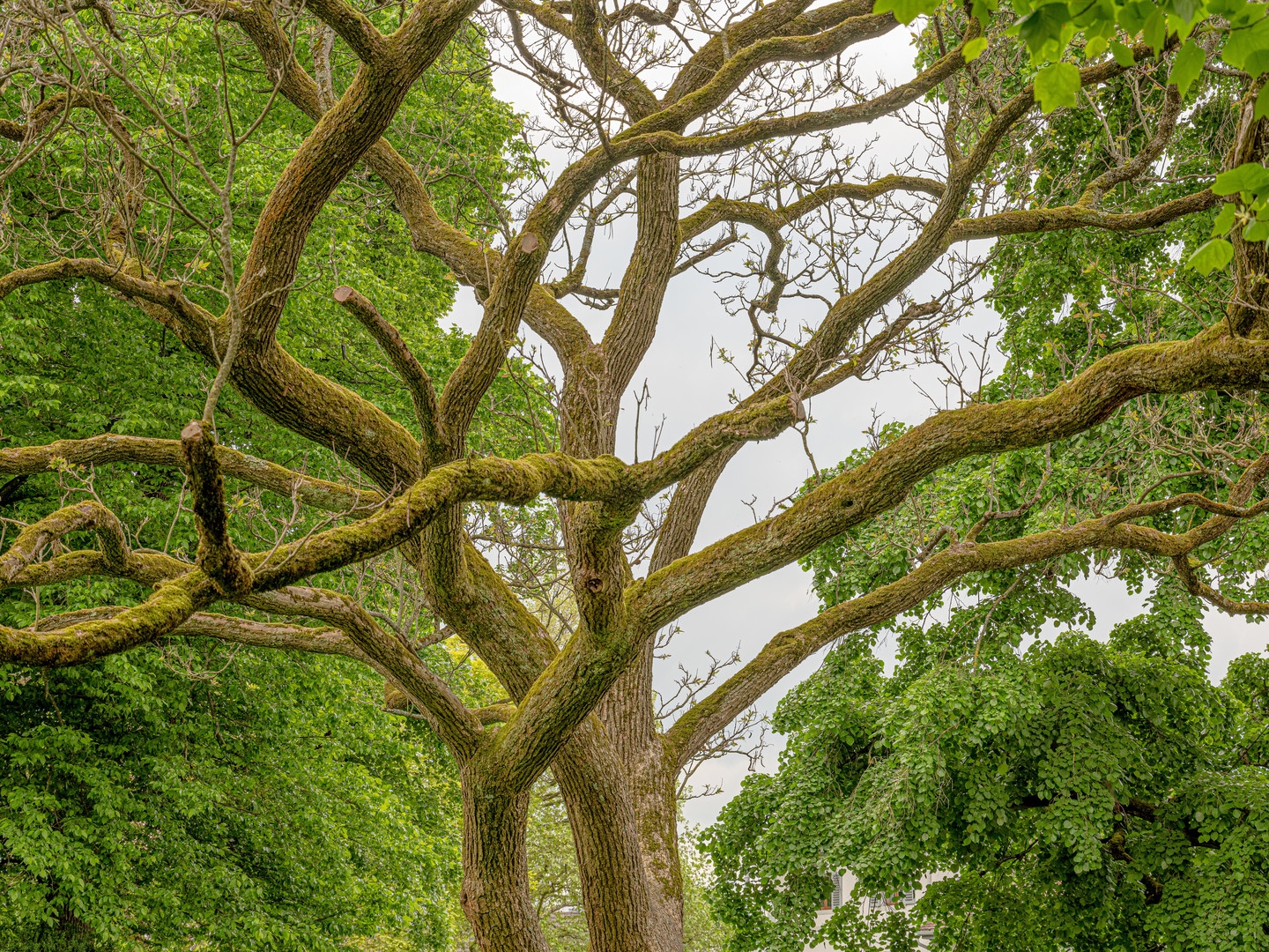 Der Baum