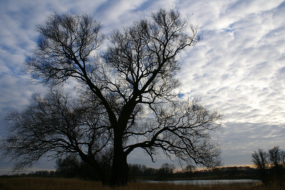 der Baum