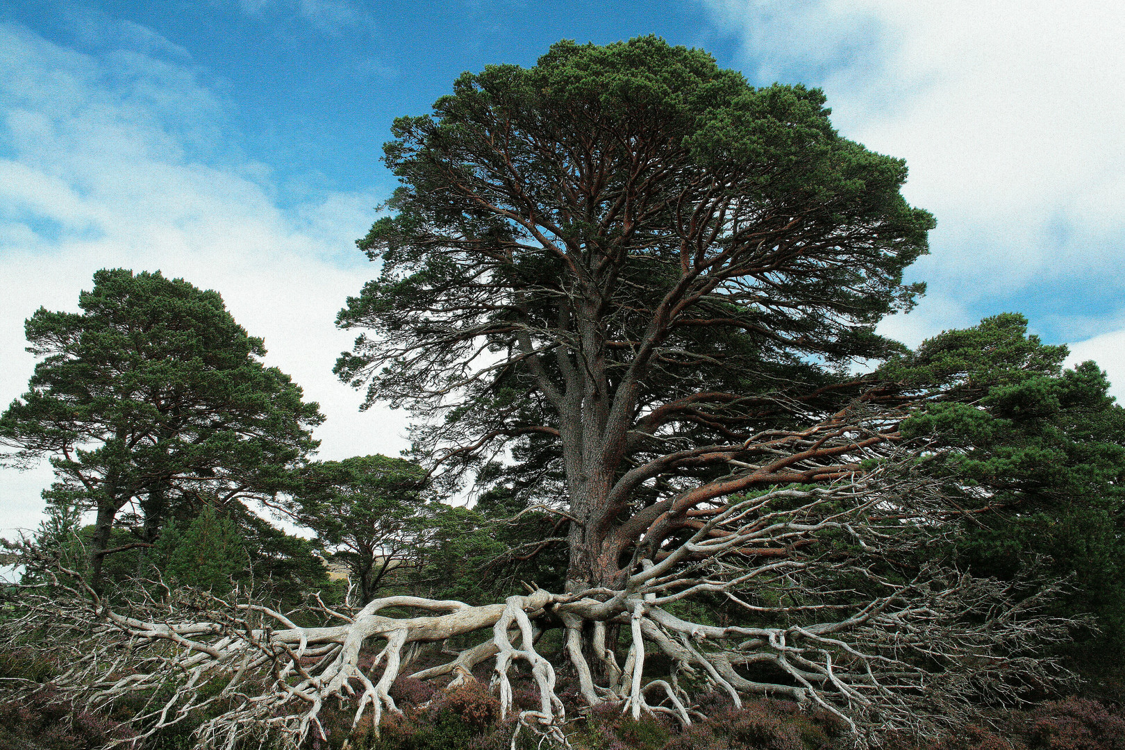 der baum